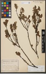 Foto von Salix waldsteiniana Willd.